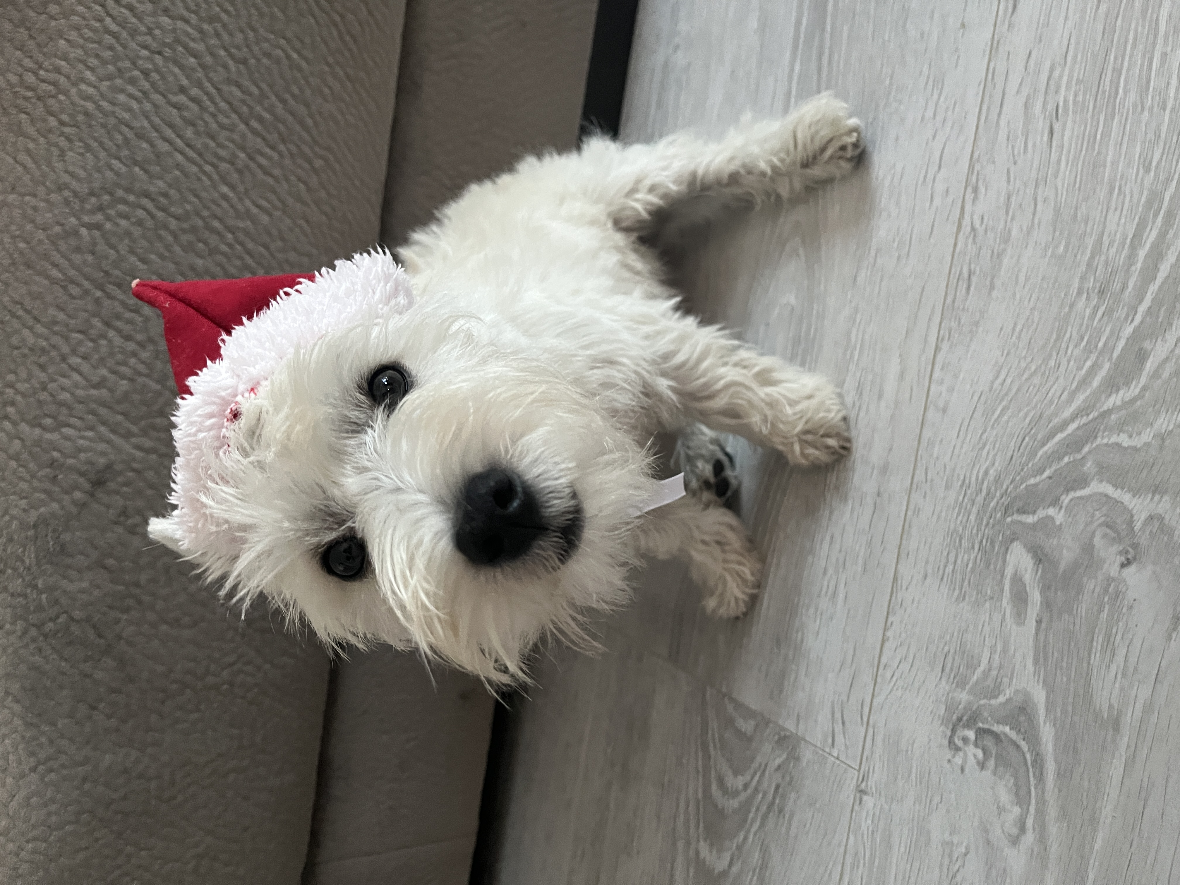 Vader the West Highland White Terrier