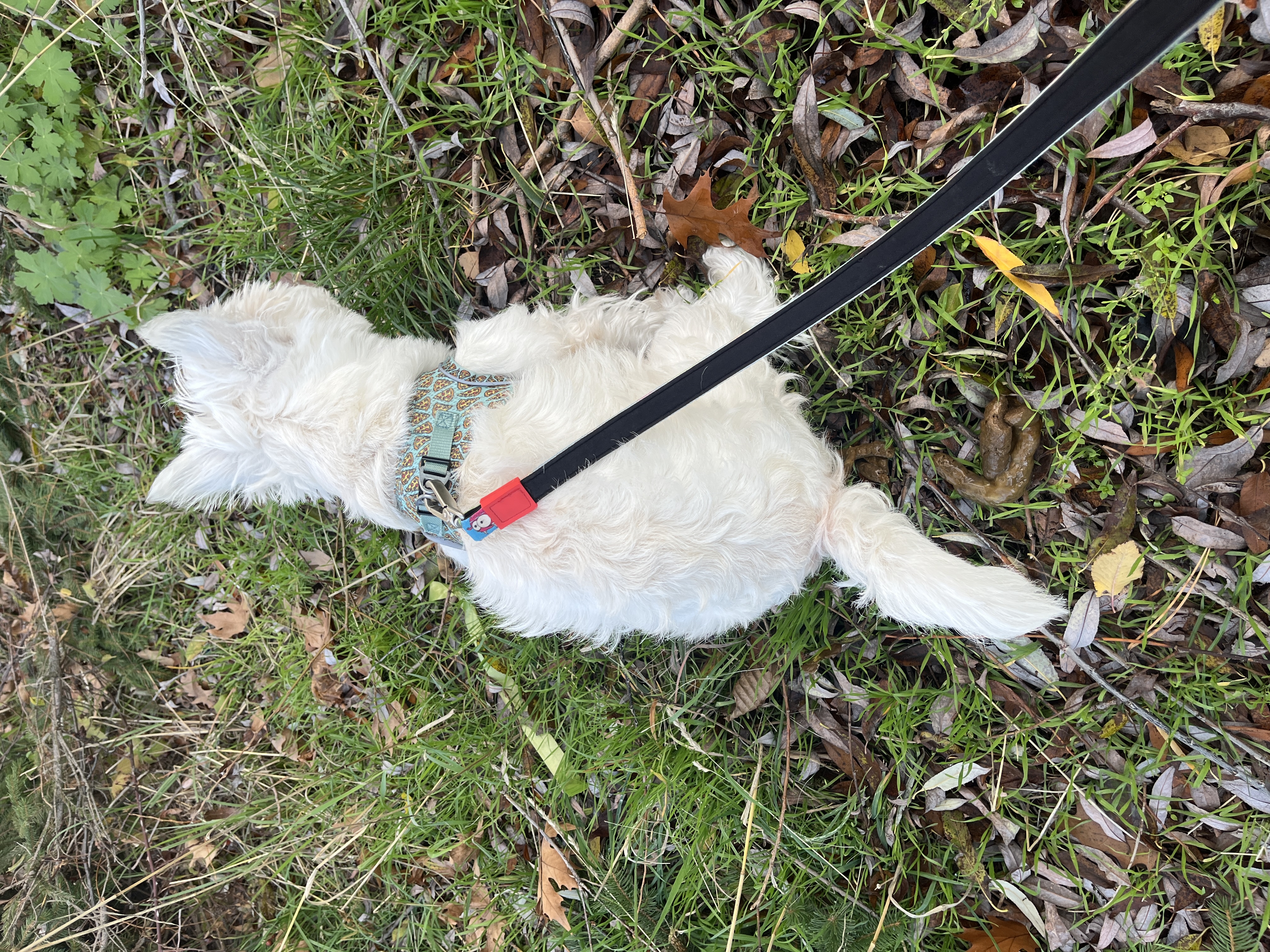 Vader the West Highland White Terrier