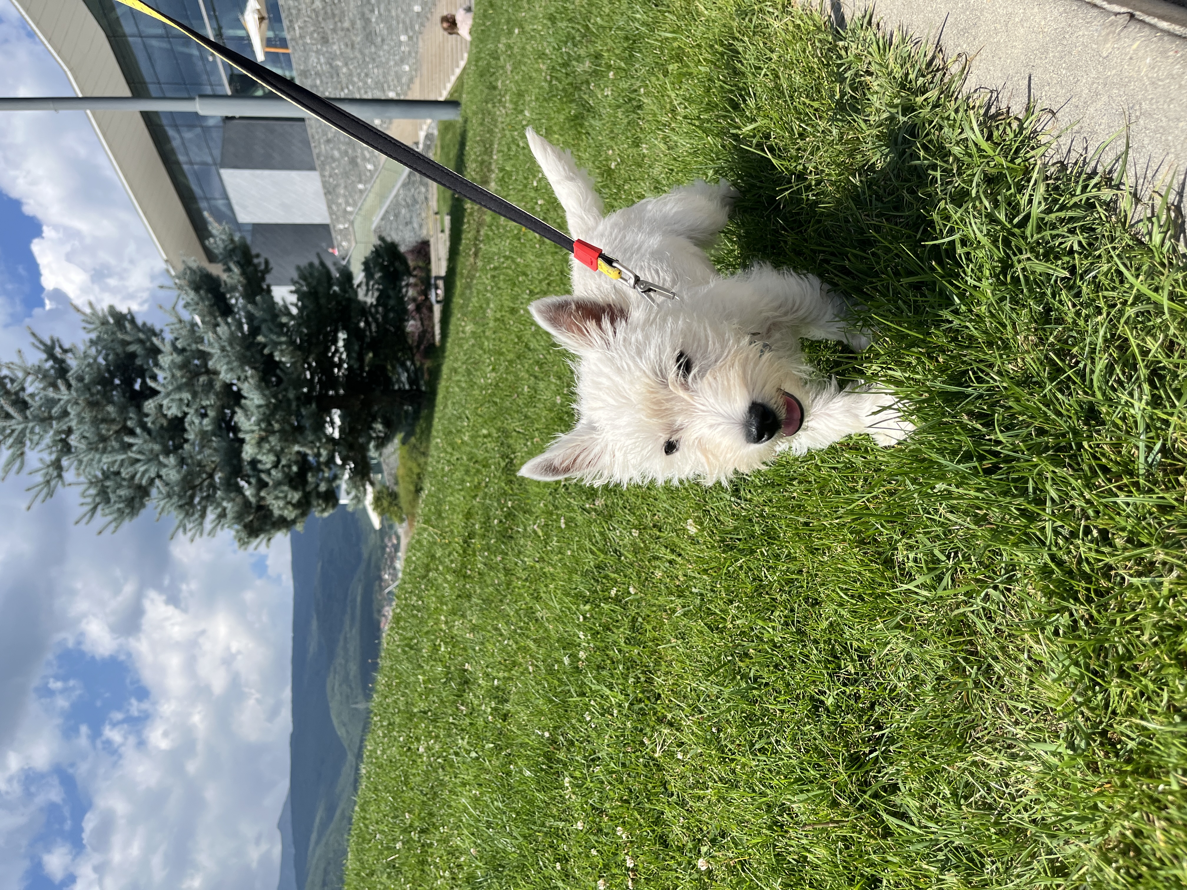 Vader, a West Highland White Terrier, sitting in sunlit grass