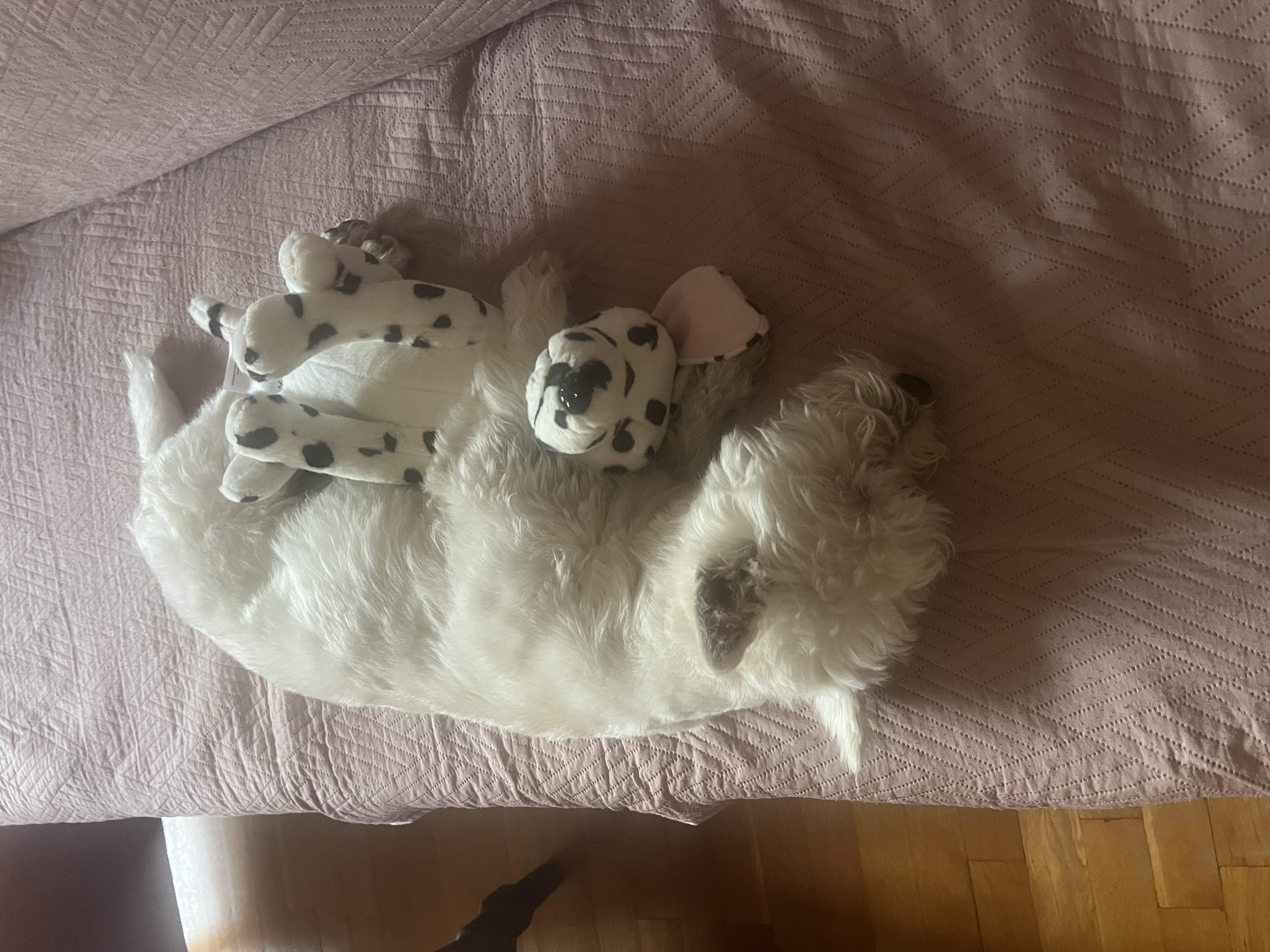 Vader the West Highland White Terrier