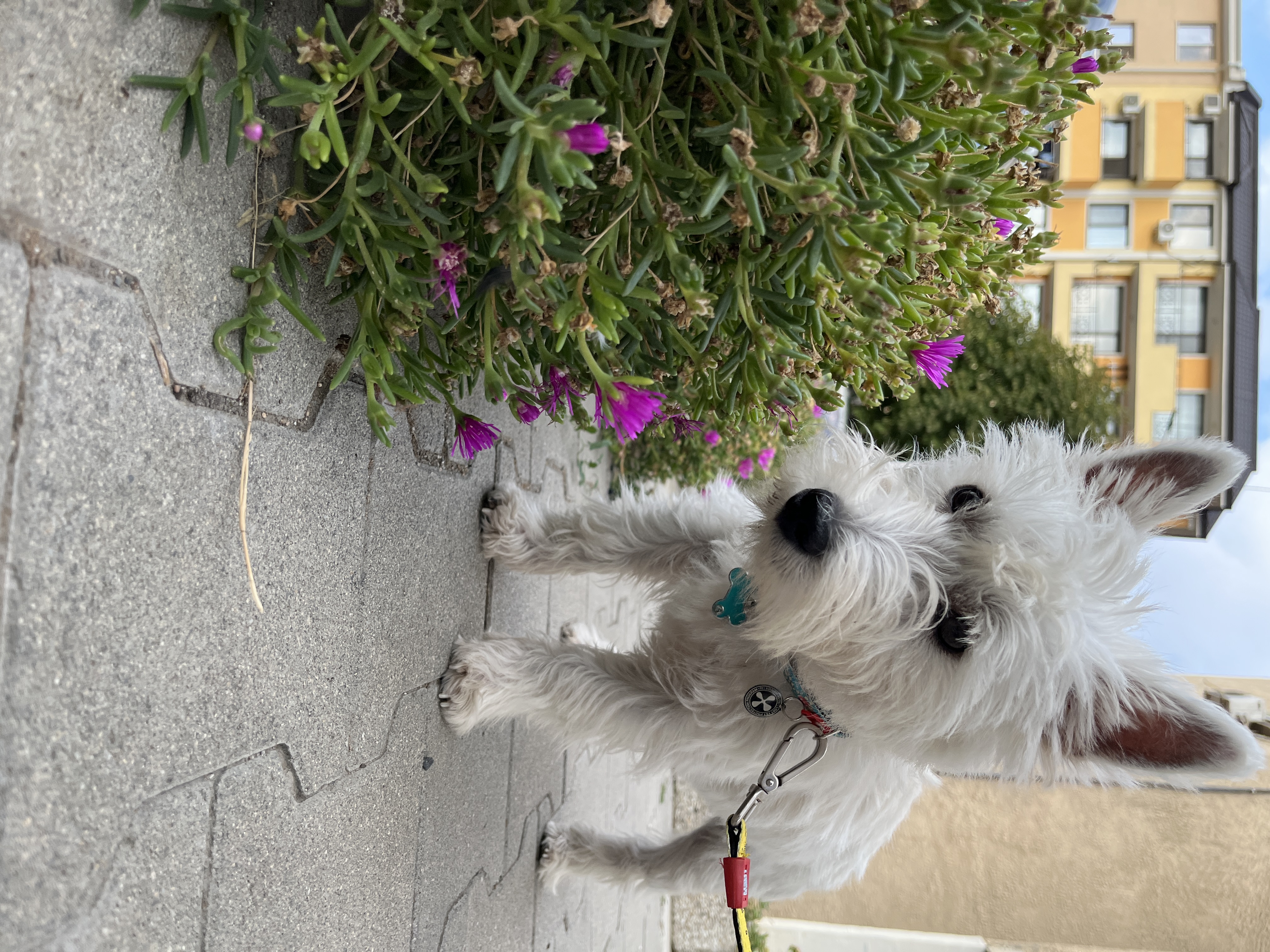 Vader the West Highland White Terrier